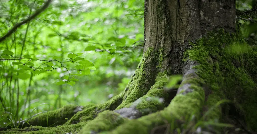 raiz de árvore em floresta