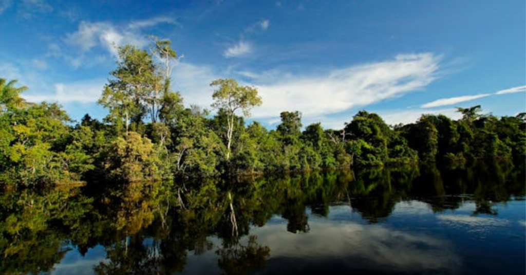 paisagem com árvores e rio na amazônia