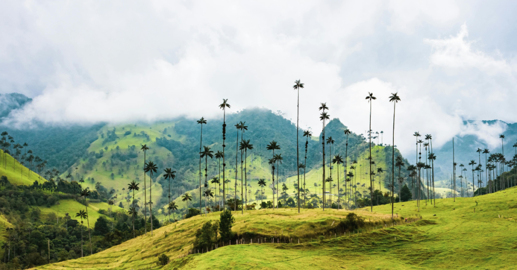 foto que representa a biodiversidade da Colombia